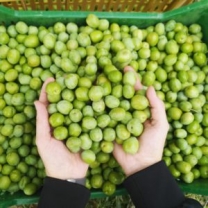 olive Nocellara verdi intere 200g